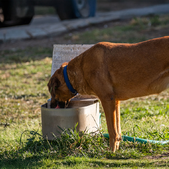 perros-callejeros.jpg