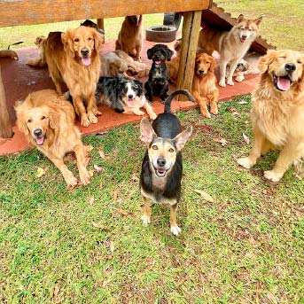 perros-en-fundacion.jpg
