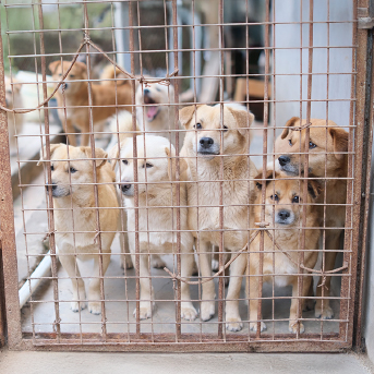 perros-en-jaula.jpg