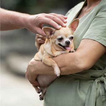 perros-en-situación-de-calle.jpg