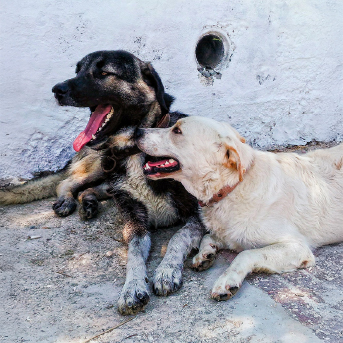 perros-jugando.jpg