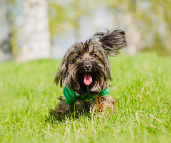 Proteína para perros: beneficios y cuánto necesita | Ringo