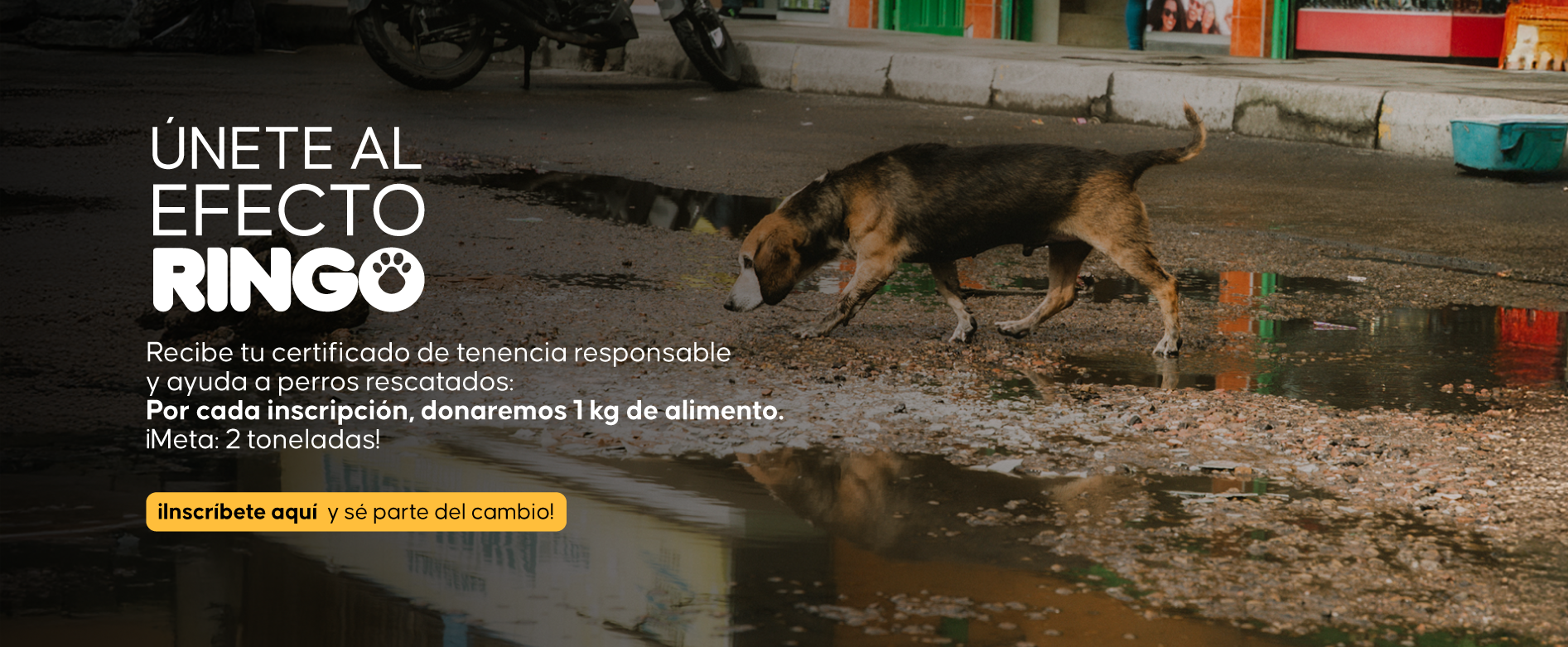 Efecto Ringo Donacion