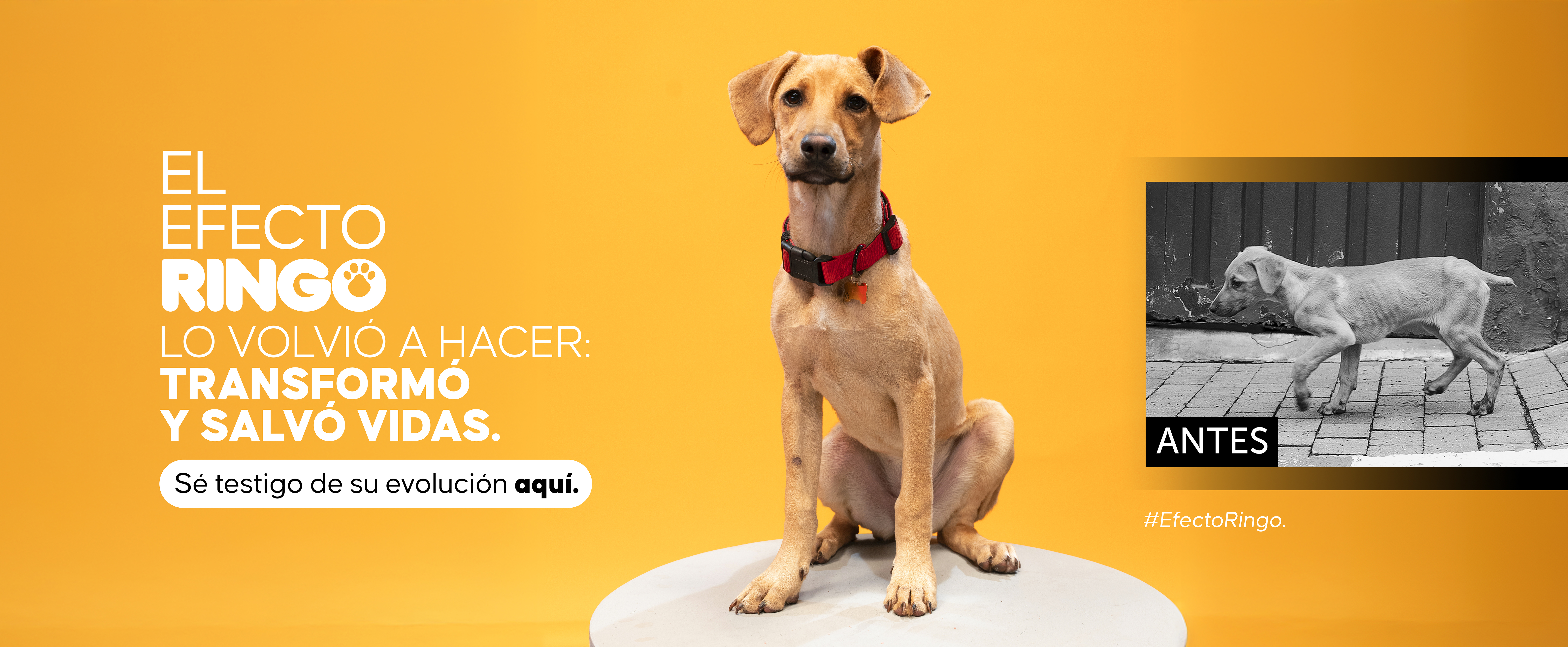 etapa 2 efecto ringo