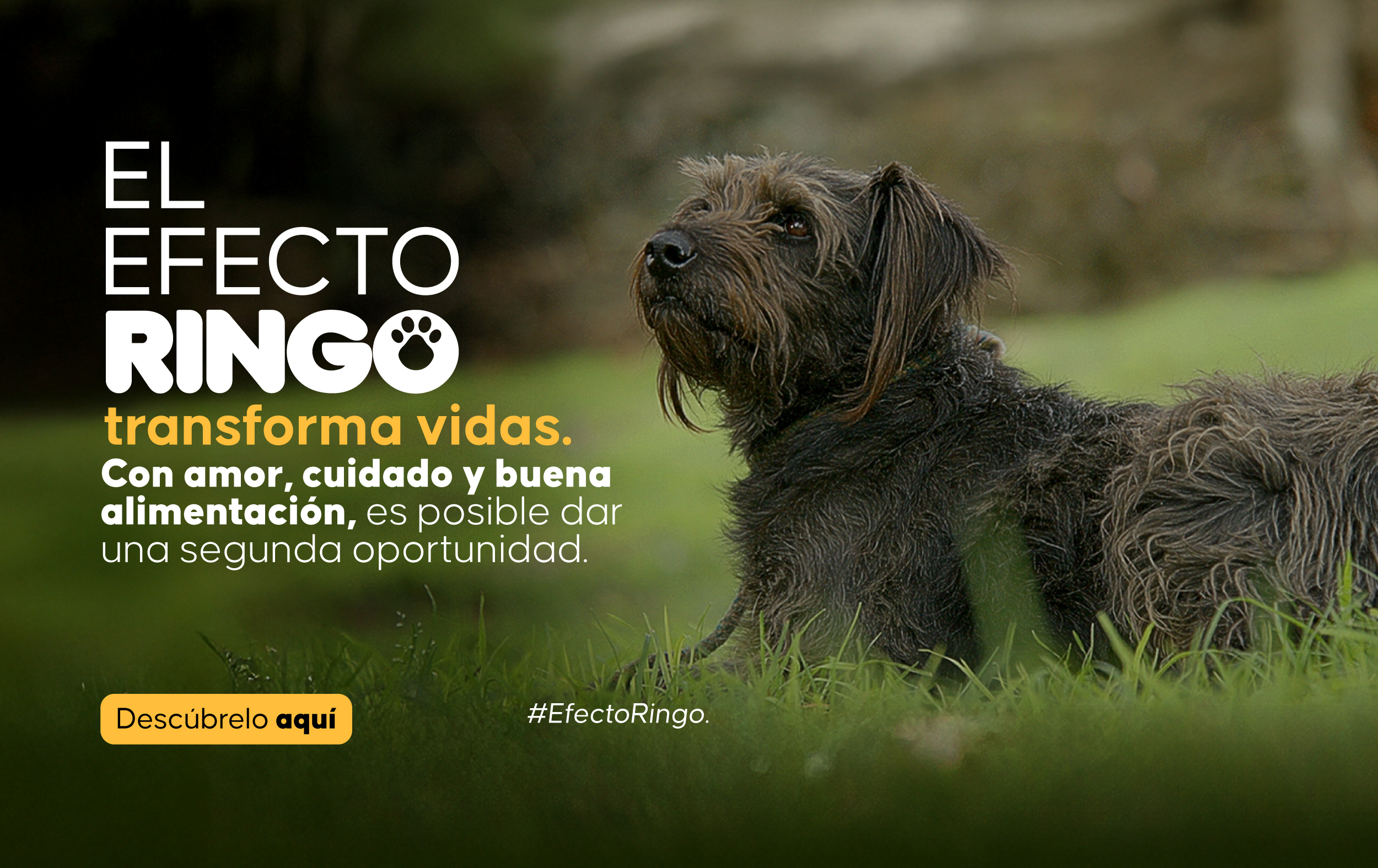 Efecto Ringo 