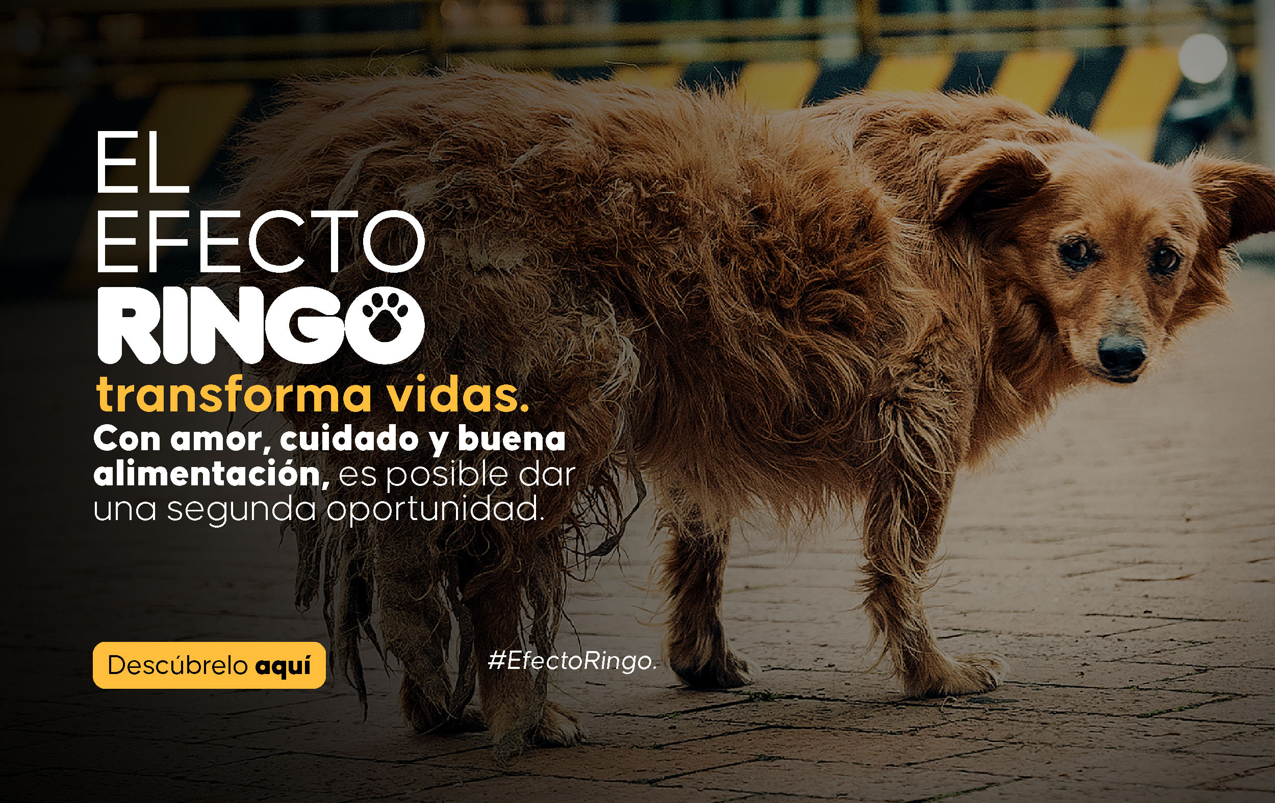 Efecto Ringo Donacion