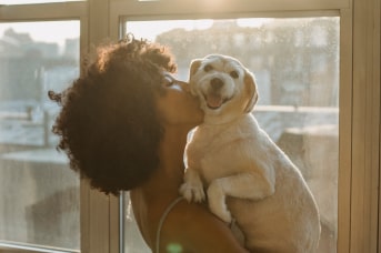 como ser un tenedor responsable de perros
