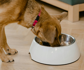 5 Errores en la alimentación canina y cómo evitarlos