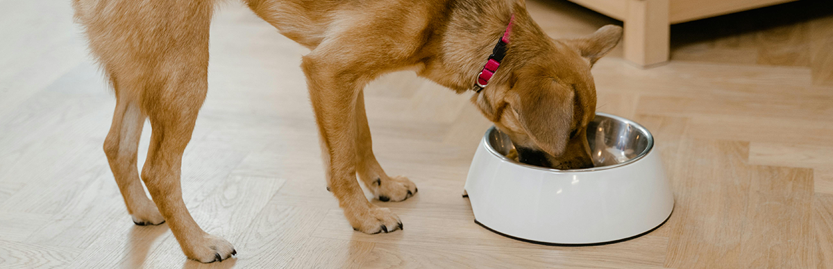 errores en la dieta del perro