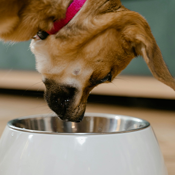 alimentación equilibrada para perros.png