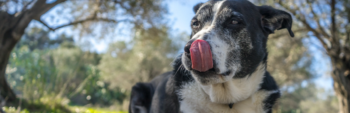 Propósitos de año nuevo para mascotas