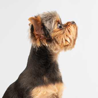 a-que-edad-es-seguro-bañar-a-un-cachorro-por-primera-vez.jpg