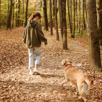 Claves para pasear en el bosque con tu perro