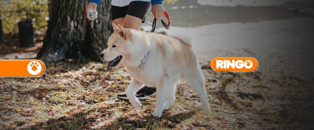 Claves para salir de paseo con tu perro 