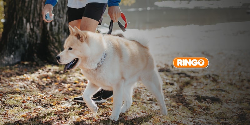 Claves para salir de paseo con tu perro 