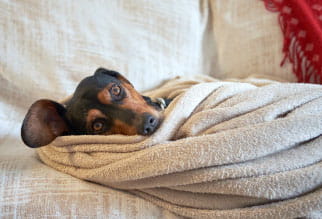 ¿Cómo prepararse para tener un perro?