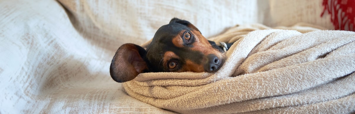 Preparate para tener un perro