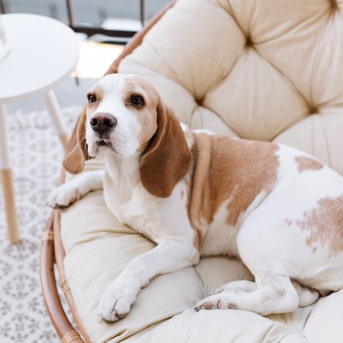 tips para tener un perro