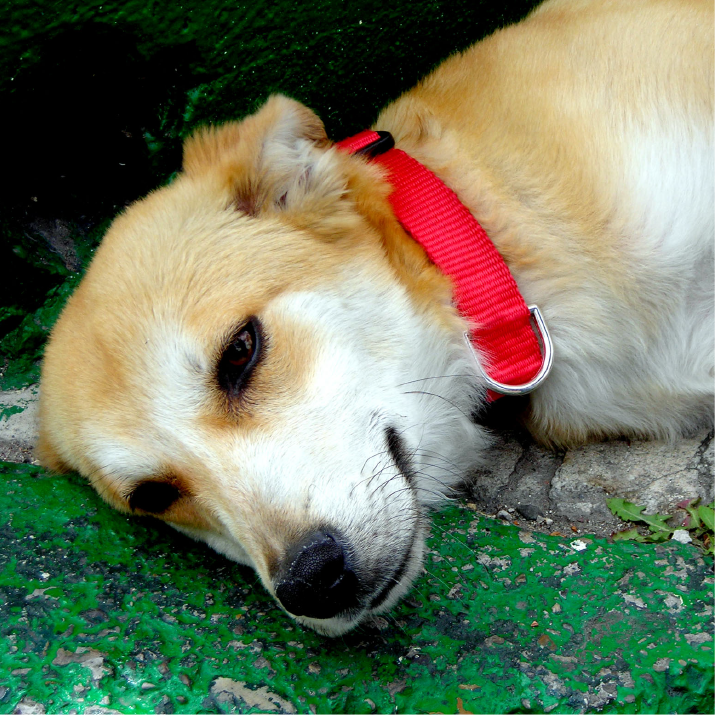 ¿Cómo saber si tu perro tiene rabia?