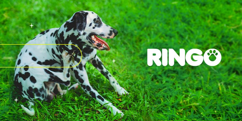 Dermatitis en perros