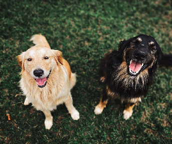qué hacen los perros machos cuando están en celo