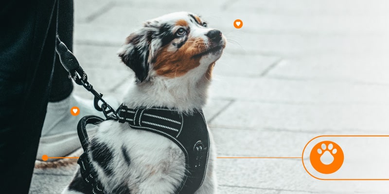 La tenencia responsable de un perro es un compromiso desde cachorro hasta siempre, con él y con la comunidad que los rodea.