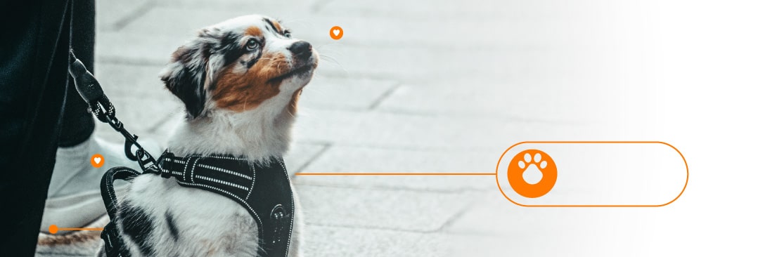La tenencia responsable de un perro es un compromiso desde cachorro hasta siempre, con él y con la comunidad que los rodea.