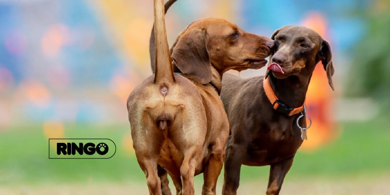 Las diferentes etapas del celo en perros y cómo manejarlo