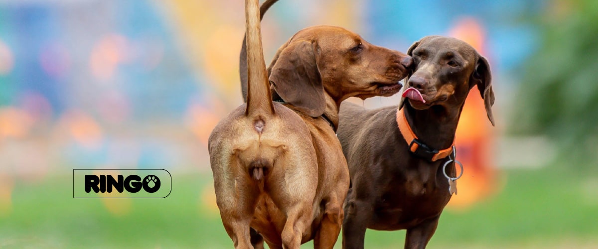 Las diferentes etapas del celo en perros y cómo manejarlo