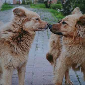 como tratar el celo de mi perro