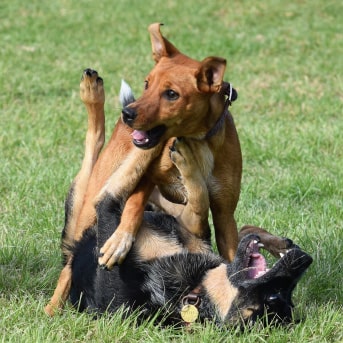 como tratar el celo en los perros