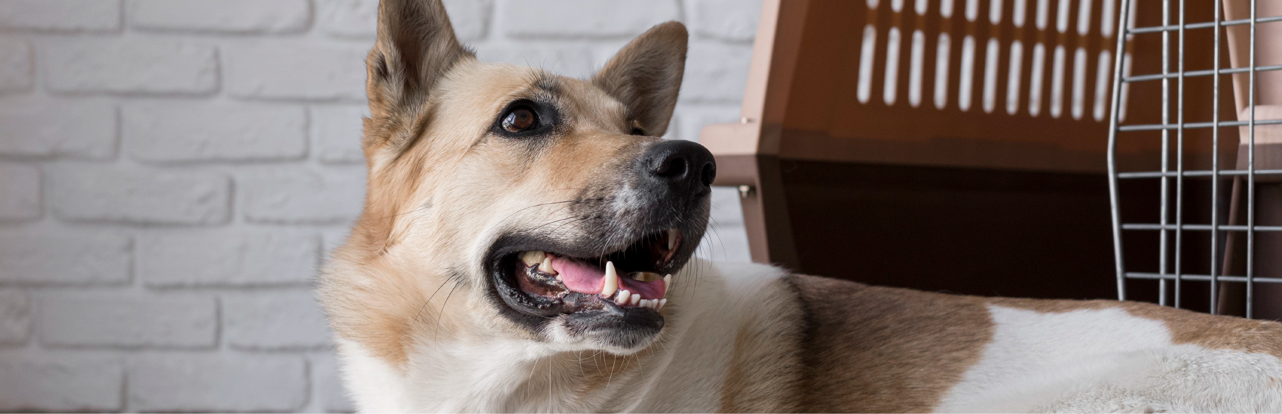 50 nombres para perros hembras