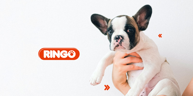 Perro macho o hembra ¿Cuál adoptar? 