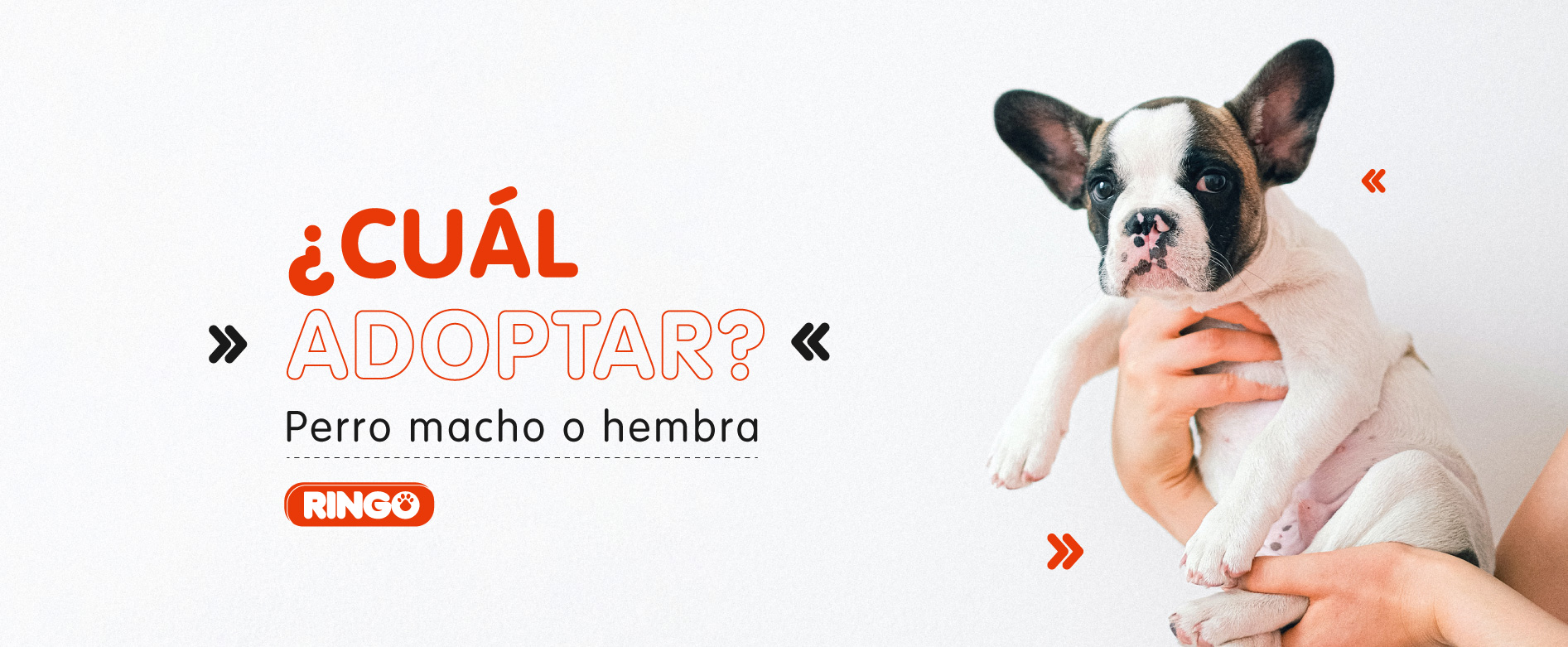 Perro macho o hembra ¿Cuál adoptar?