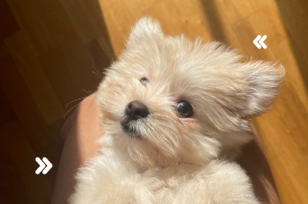Adoptar un cachorro