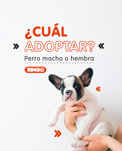 Perro macho o hembra ¿Cuál adoptar?