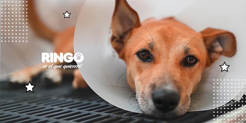 Jornada de esterilización Ringo