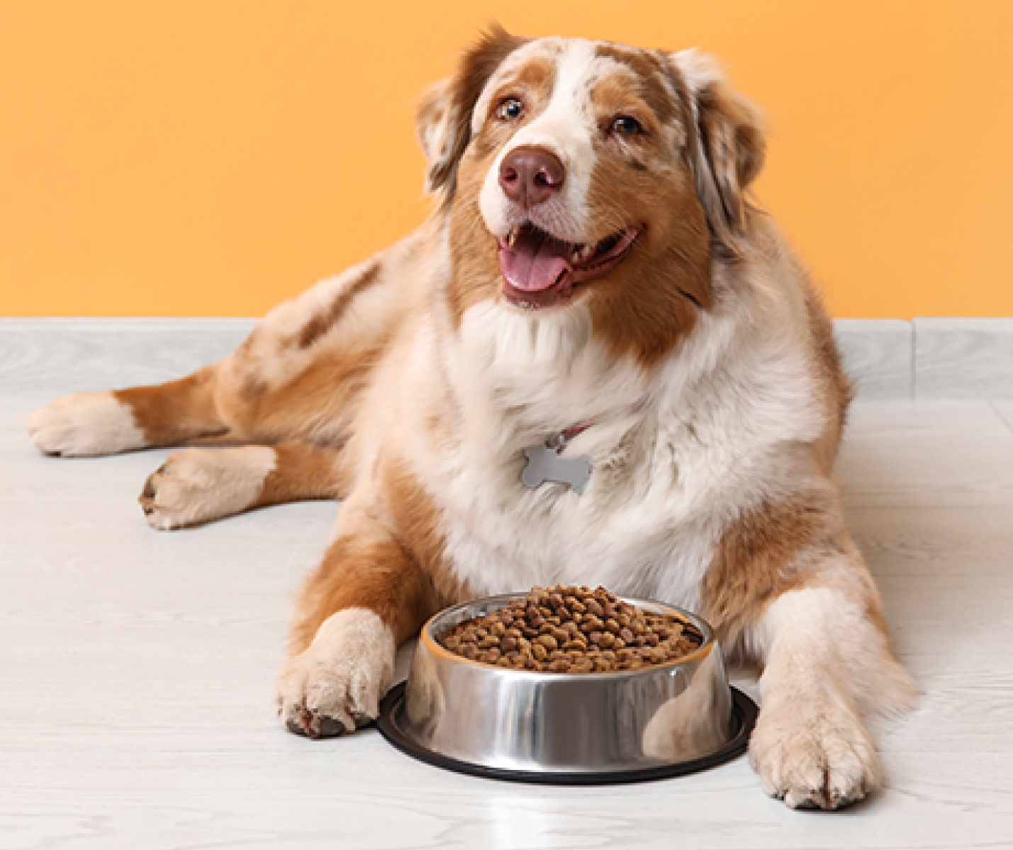 ¿Qué cantidad de proteína debe tener la comida de tu perro?