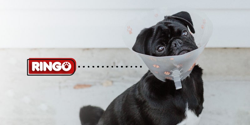que debe tener el botiquín de mi perro