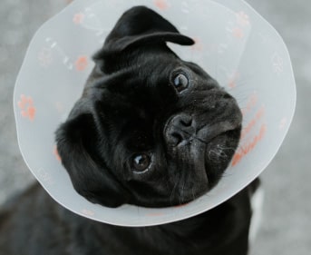 Perro con cara tierna