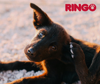 como tratar la sarna en perros