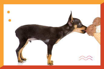 Helado y otros lacteos que provocan sensibilidad digestiva en tu perro 