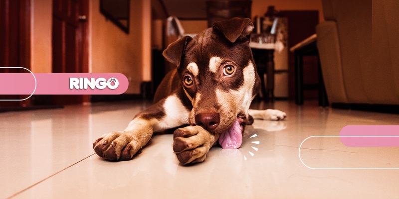 señales de ansiedad en los perros