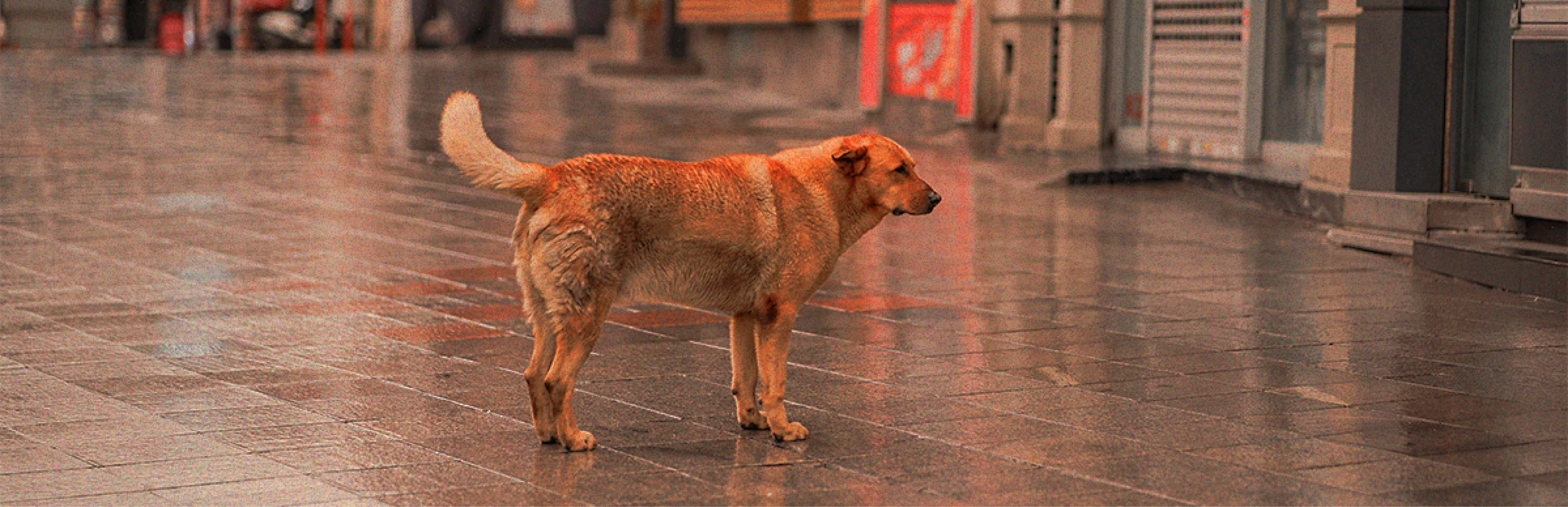 qué se considera abandono animal en Colombia
