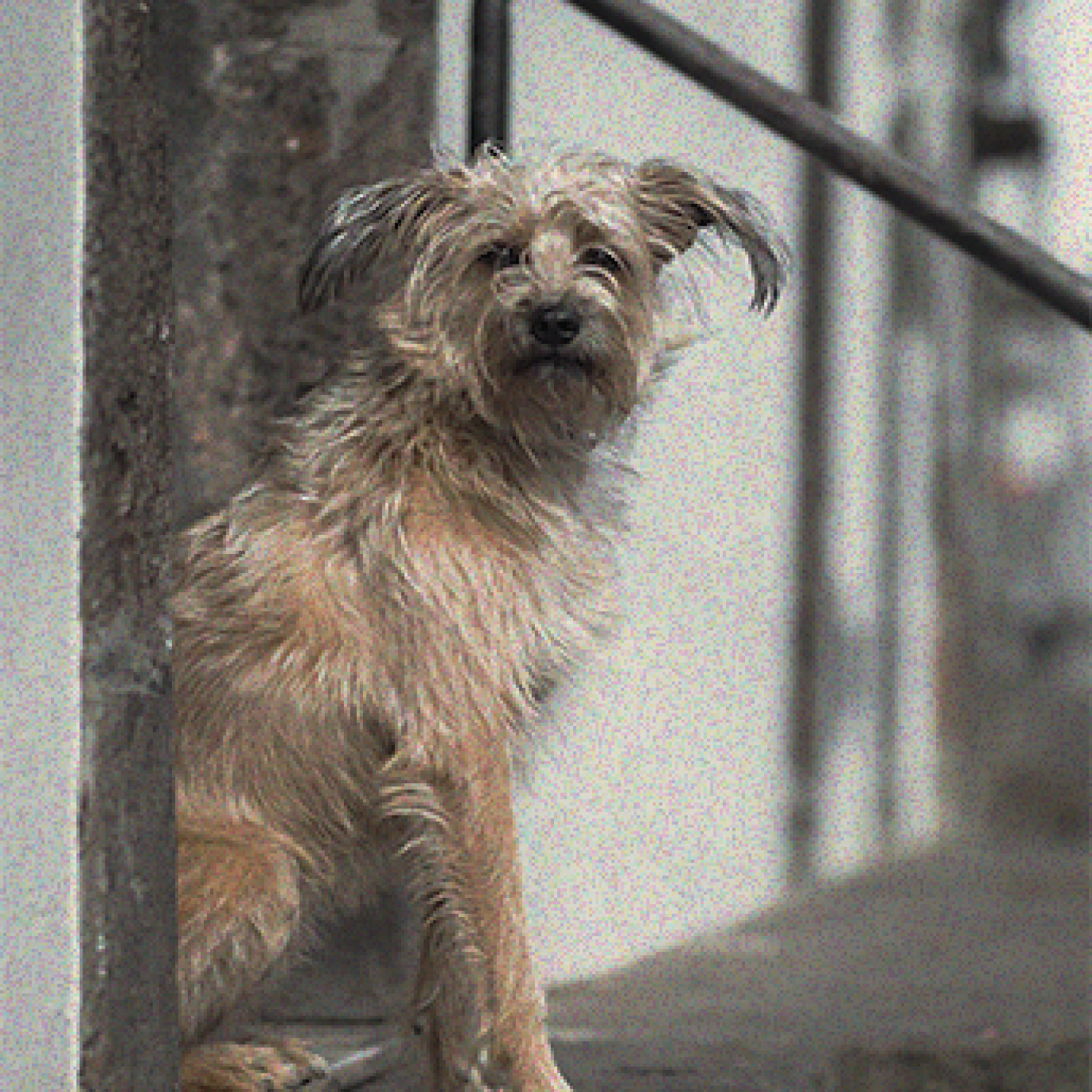 cifras-de-abandono-animal-en-colombia.jpg
