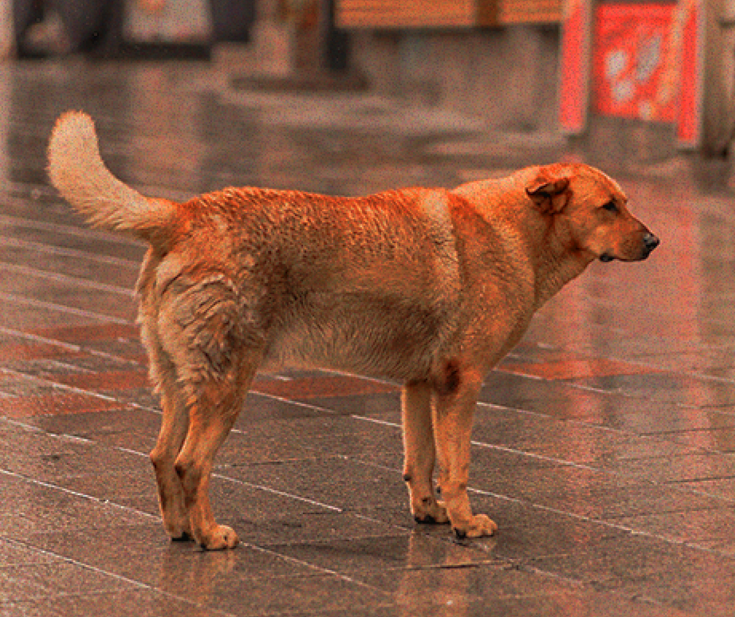 Abandono animal en Colombia: lo que debemos entender