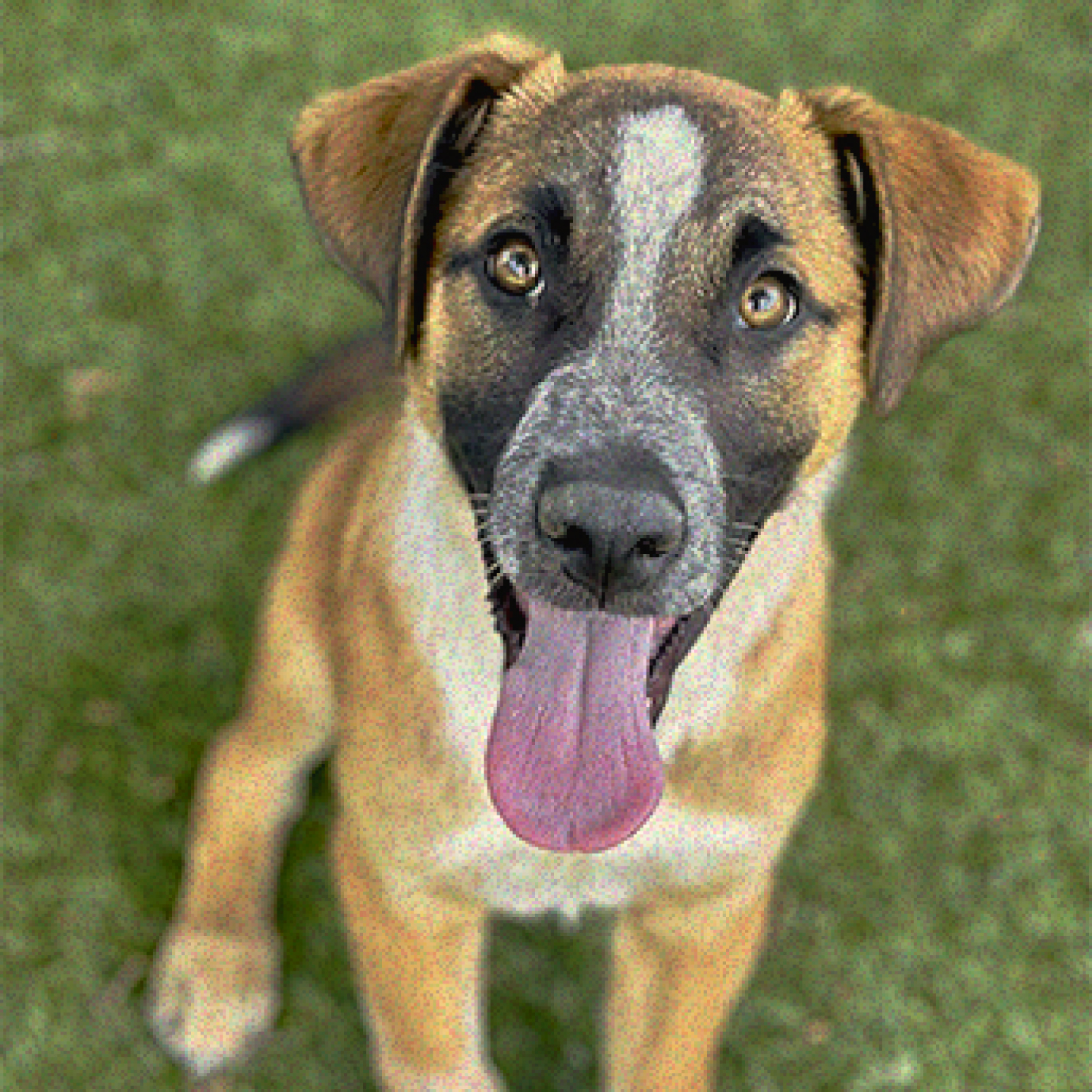 que-hacer-ante-un-caso-de-abandono-animal.jpg