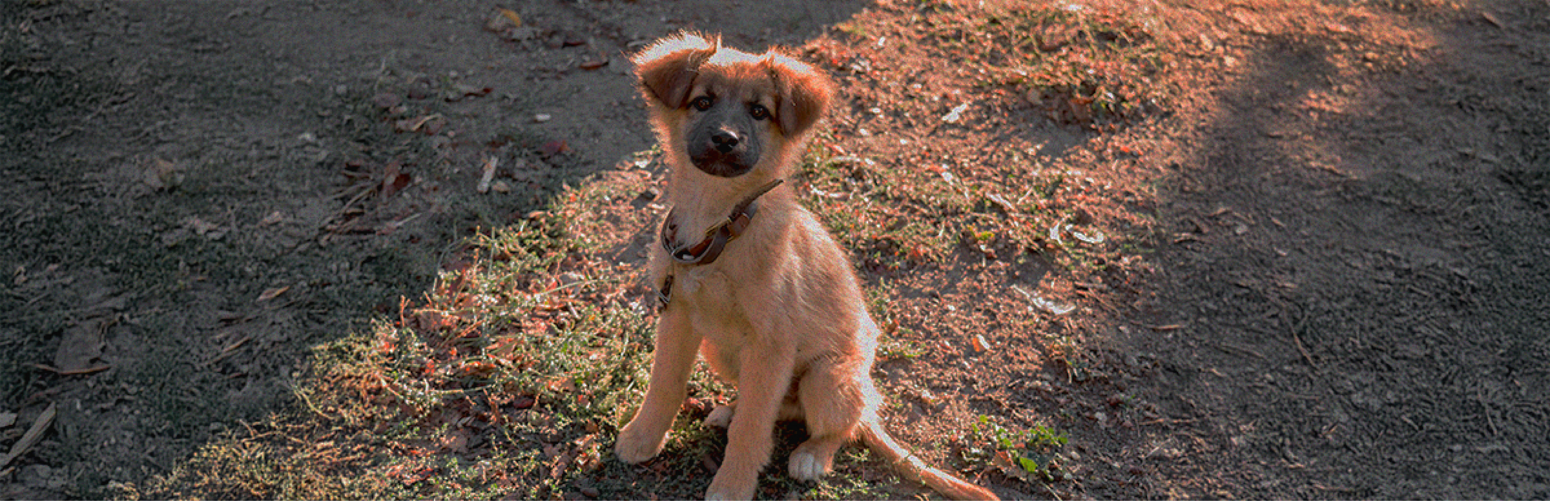 adopcion perros pequeños