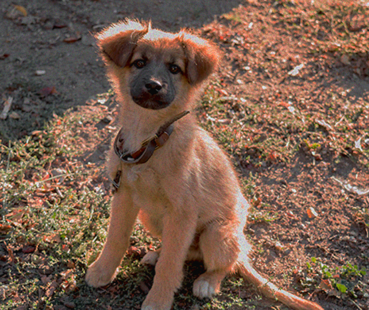 Adopción responsable: decisión para toda la vida