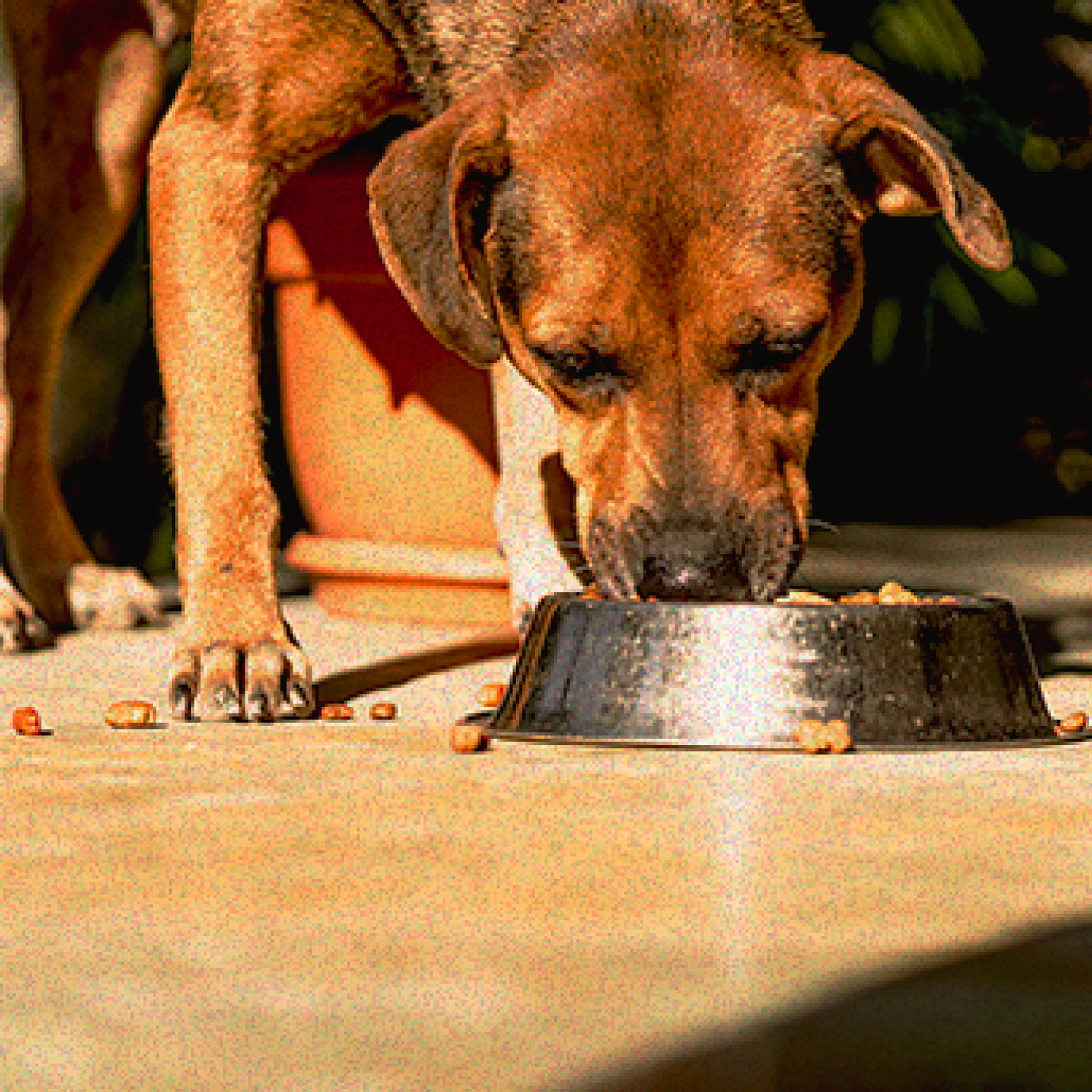 por-que-adoptar-un-perro.jpg